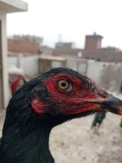 Mianwali pathi hai black nok nali kamal ki hai