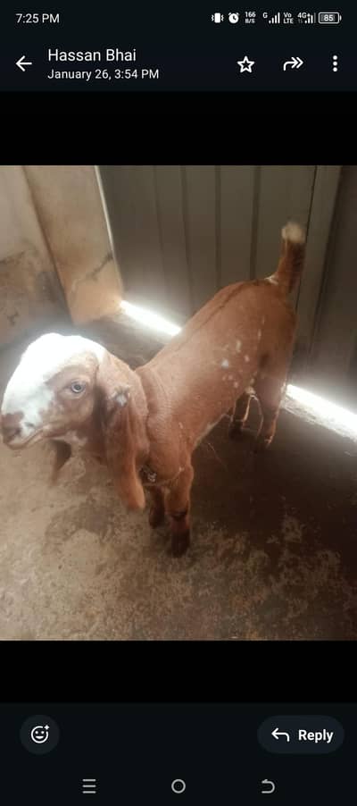 nagra dabi bakri shoq wali sth 4 month male for sale