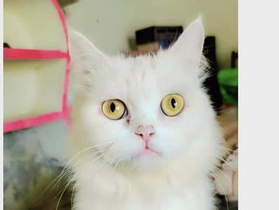 Persian breader Cat for sale Punch tiger face triple couted, Long hair