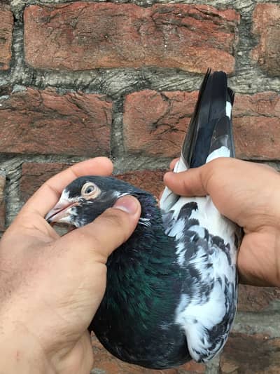 MA SHA ALLAH HIGH QUALITY ( Ch Sab ) wla BREDER,S Male FOR SALE