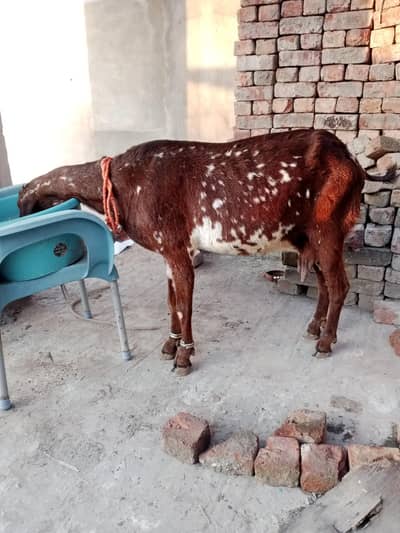 Goat/Bakri/Bacho wali Bakri/Goat with baby/ dodh wali Bakri/Goat for m