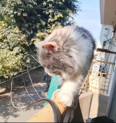 Litter Trained Persian Calico Cat – 2 Years Old