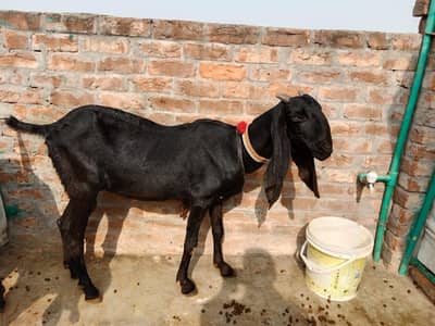 pure desi ambarsari bakri 2month 20 din ki gabhan bakri