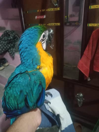 Blue and Gold Macaw