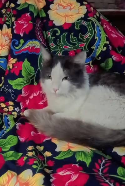 cat male available for sale location multan