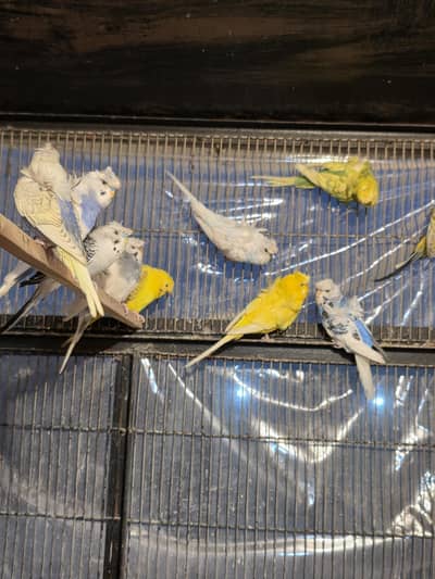 hogoromo colony 4 sell