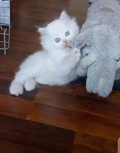 Persian kittens for sale My Whatsapp Number 0334*4278*291