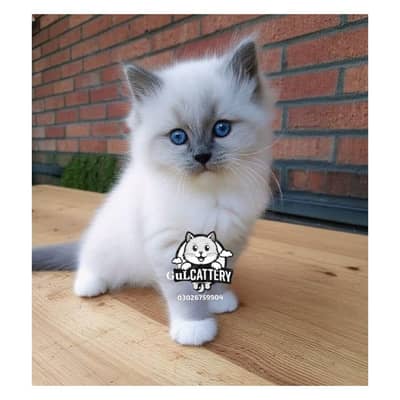 Persian British punch face piki face kitten cat available