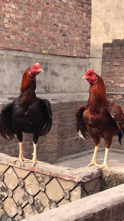 pure aseel murga for sale in lahore