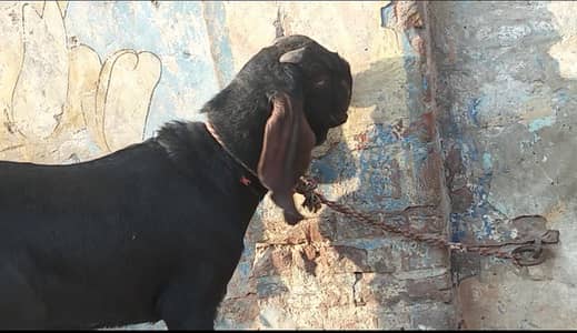 Ma Sha Allah Nagra Breeder in Full points for Nagra Lovers