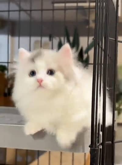 Persian cat kitten for sale my WhatsApp 03493839133