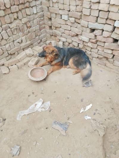 German shepherd female long coated