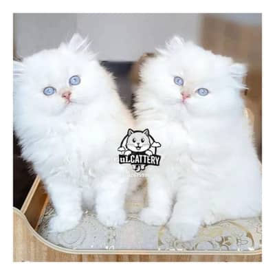 Persian British punch face piki face kitten cat available