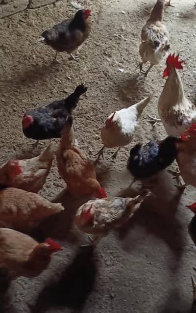 golden misri egg dain rehi hai