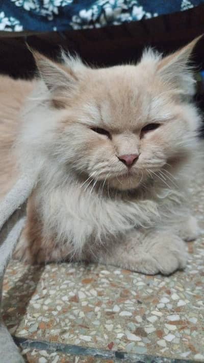 urgent sale. . wight cat sale lahore shadbagh Amir road 03346134578