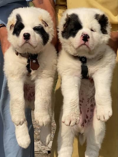 King alabai Central Asian Shepherd puppies pair | white alabai puppy