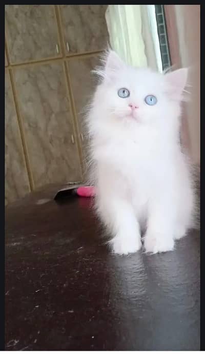 kitten - Punch face - Kittens persian cat - cute tripple - fluffy kity