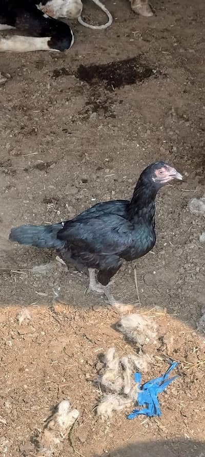 aseal cross females pathya available ha