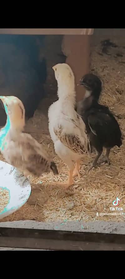 Aseel burmi Thai Cross chicks