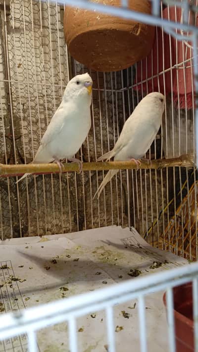 Australian Parrot curst female and white male