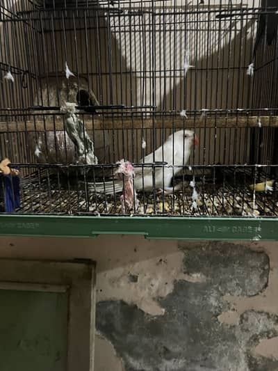 Grey x white albino pair for sale