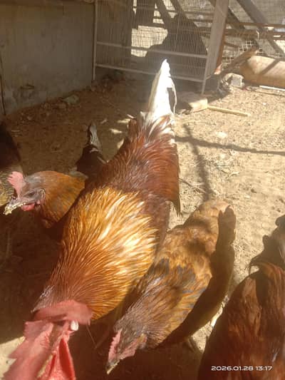 Anda wali morgi 5 adaad