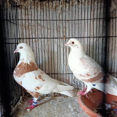 kasad Breder Pairs For Sale