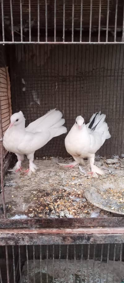 English fantail lakha patha pair, laka breeder  female