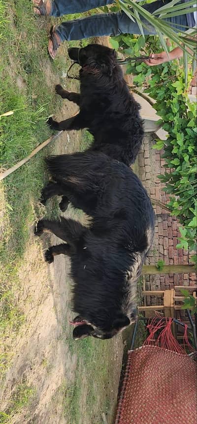 German shepherd WhatsApp 03082155552 for sale new puppy