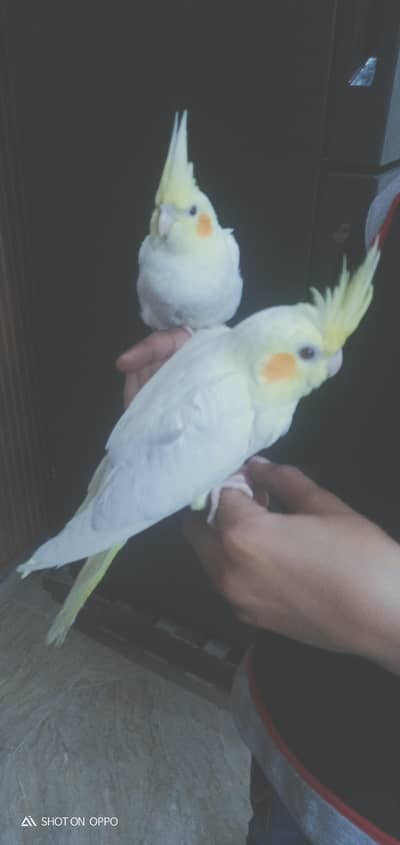 cocktail chicks handtamed