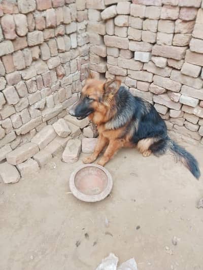 German shepherd female long coated