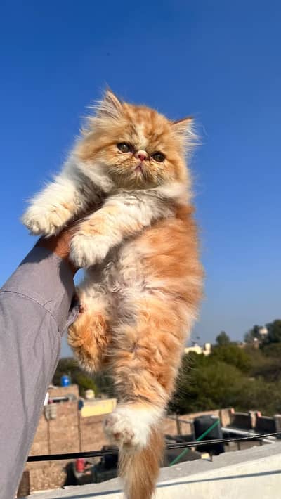 piki face female Triple Coated |Punch Face kittens fluffy| Persian