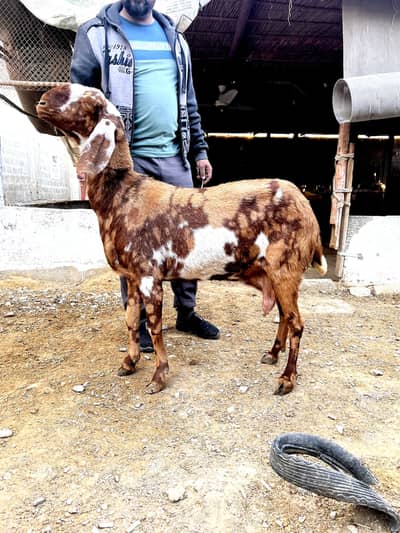 Pure Betal / Ajrak Print / Goat