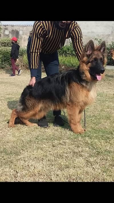 German shepherd female long coated