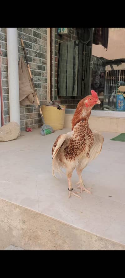 High quality Aseel murgha for sale 0.3. 1.2. 2.9. 0.3. 3.5. 4