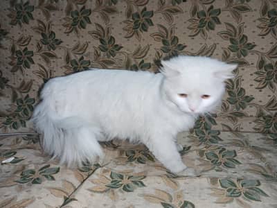 persian cat double coat need urgent sell