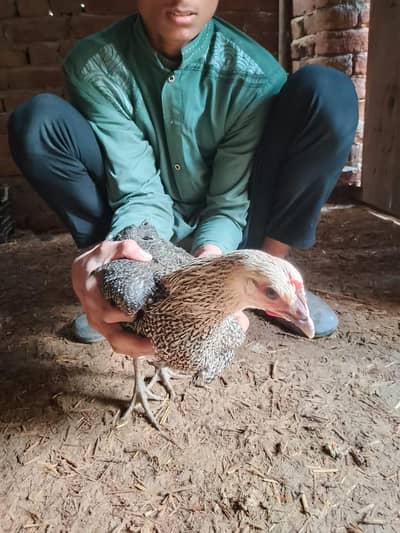 sale may hens farst tame egg and youngs hens