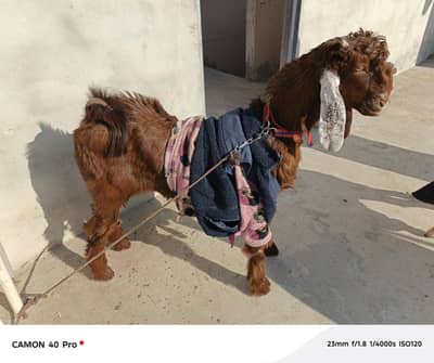 NAACHI BAKRA & TABRA BAKRA  FOR SALE