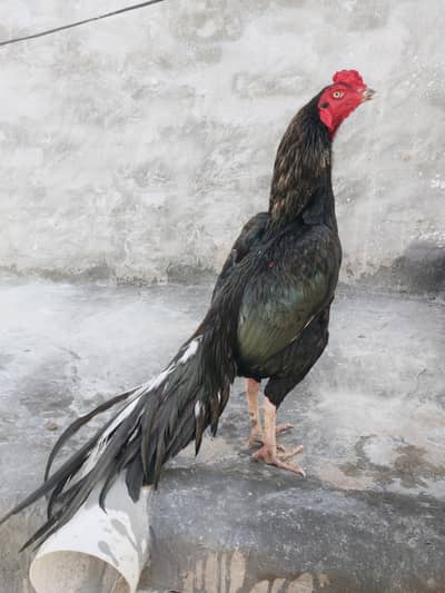 Black Lasani Asil murga Mianwali