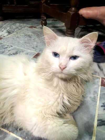 Double Coated Persian Male Cat