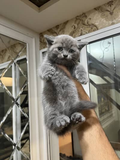 British Shorthair kitten