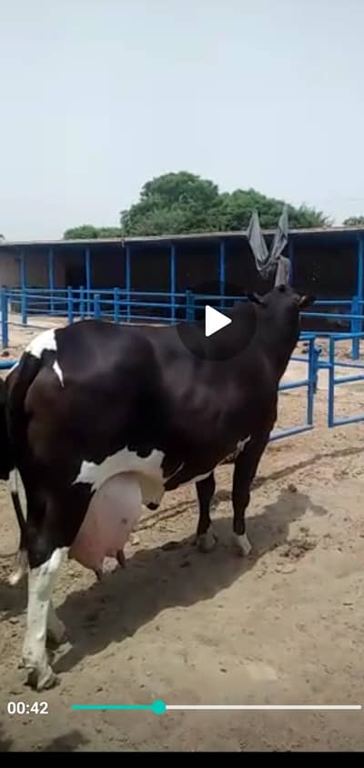 Jarsi and fresian cross