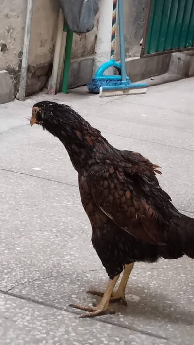 pure mianawali murgha galvi indian murghy hy03007856372