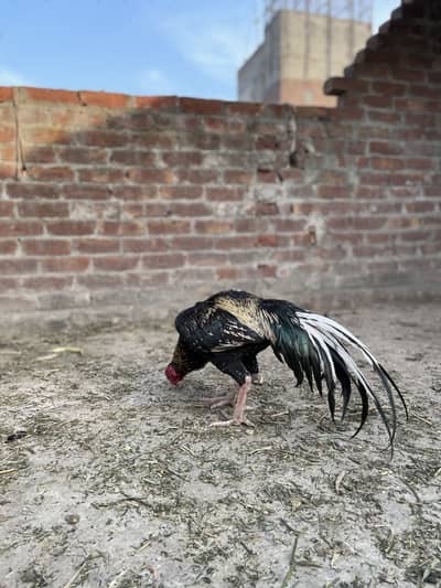 Aseel mianwali murga 03490163612