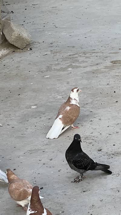 03182930641 number ///Shirazi per peace 900 and baki per peace 700