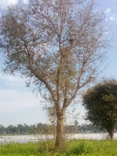 THIS WOOD IS BEST FOR FURNITURE