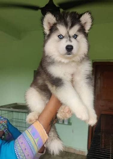 Husky male puppies 03201410208