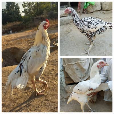 Aseel Sindhi 1 Male 2 Female