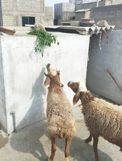 turkey dumba vip jori