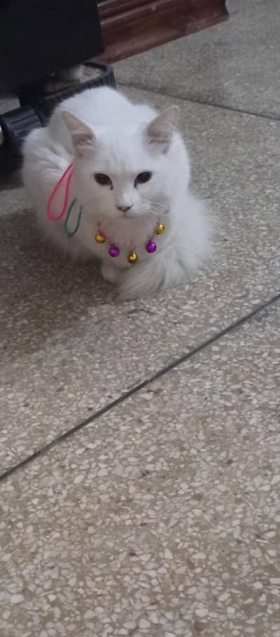 White cat black eyes